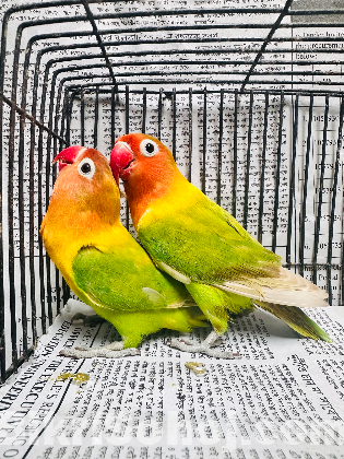 Love bird পাখি